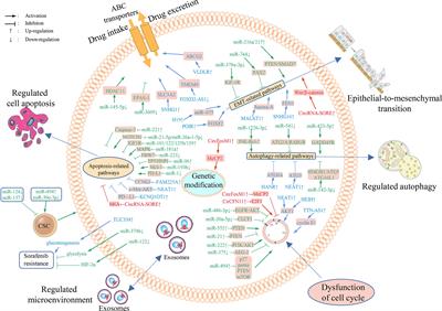 The Role of Non-Coding RNAs in the Sorafenib Resistance of Hepatocellular Carcinoma